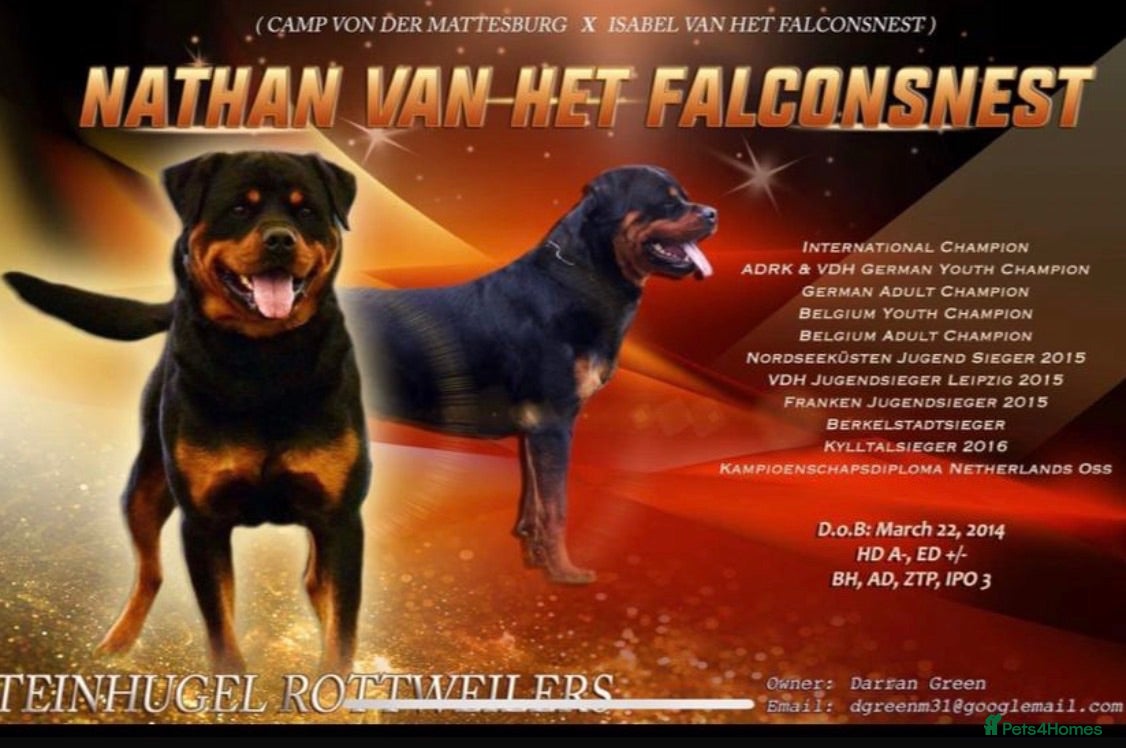 Rottweiler dogs Not tobe missed Beautiful strong healthy pups  - Advert 2
