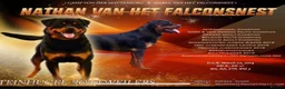 Rottweiler dogs for sale: Not tobe missed Beautiful strong healthy pups  - Advert 2