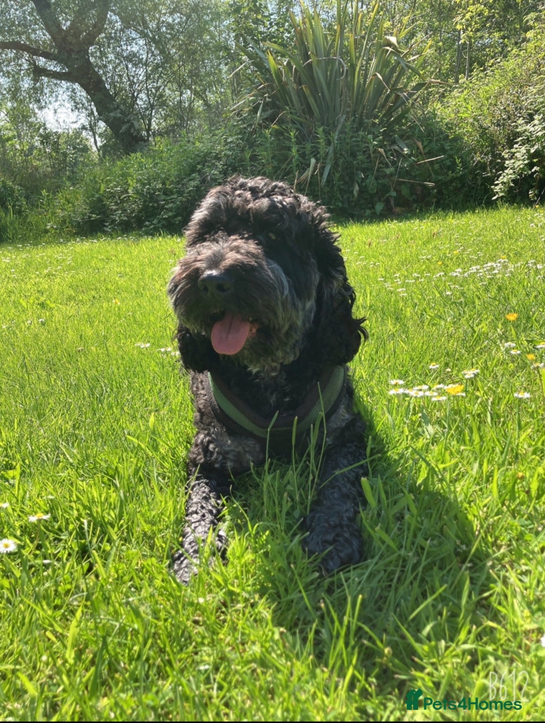 Cockapoo dogs for stud: Cockapoo for stud - Image 3
