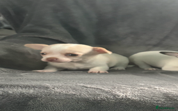 Chihuahua dogs for sale: Chihuahua puppy’s  - Image 9