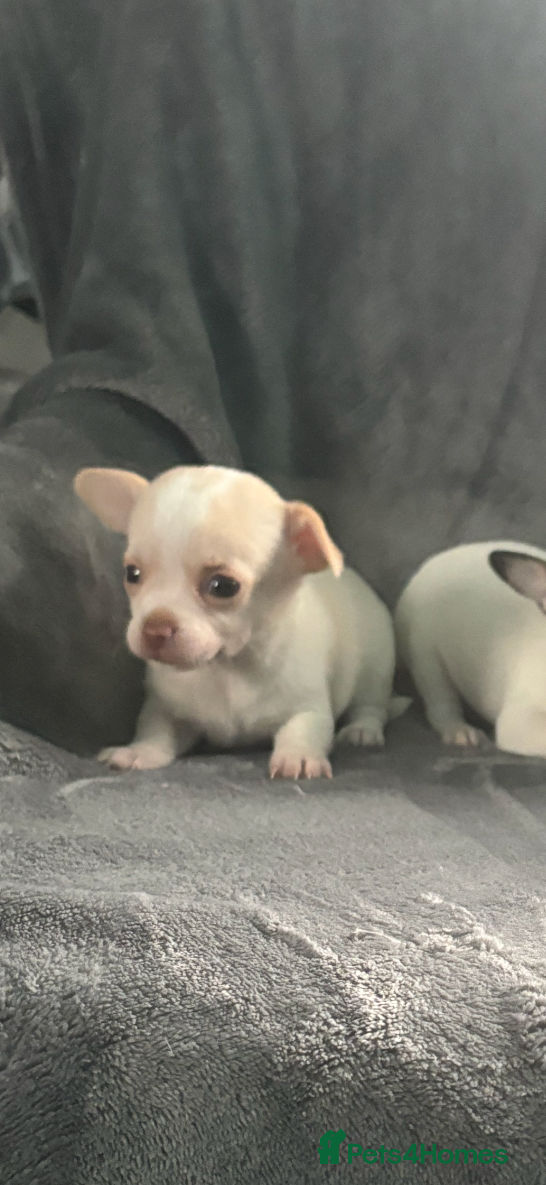Chihuahua dogs for sale: Chihuahua puppy’s  - Image 9