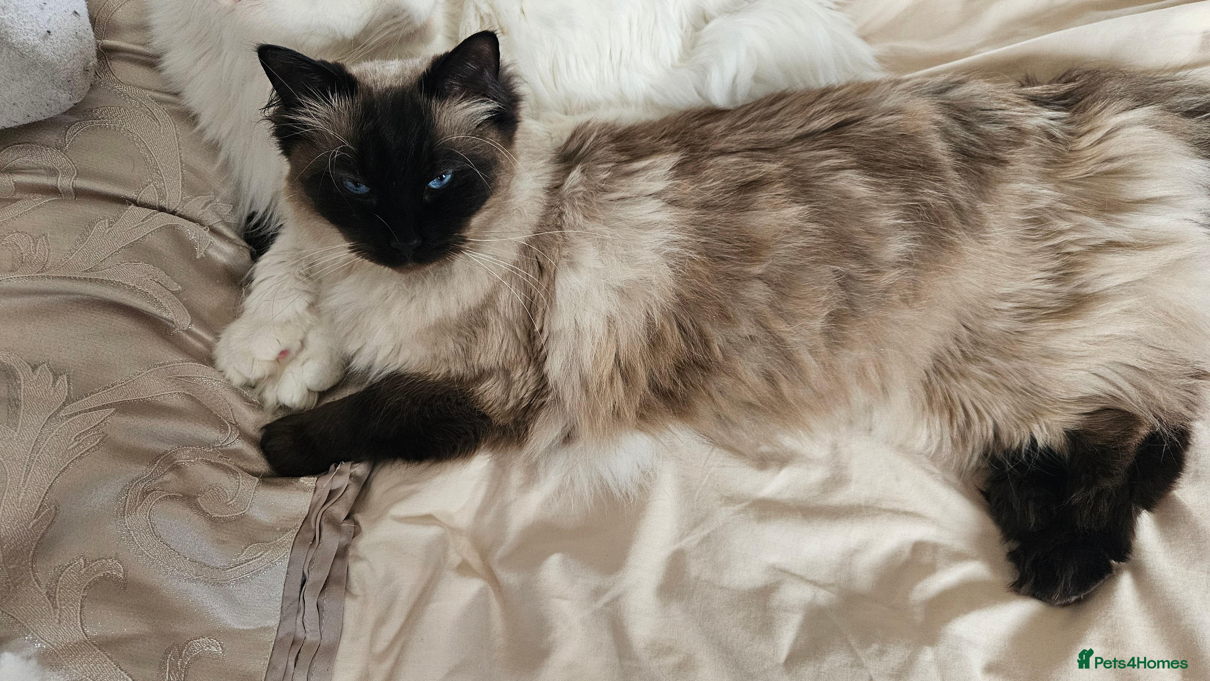 Ragdoll cats Ragdoll male 3 years old - Advert 1