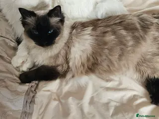 Ragdoll cats Ragdoll male 3 years old - Advert 1