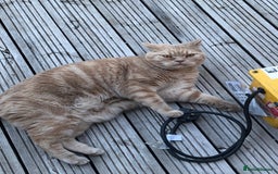 British Shorthair cats for sale: Our wonderful boy, Ferguson for sale  - Advert 2