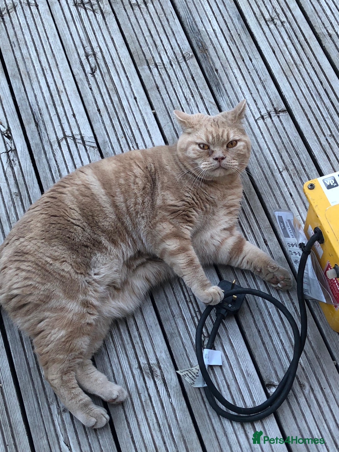 British Shorthair cats for sale: Our wonderful boy, Ferguson for sale  - Advert 2