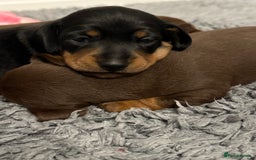 Miniature Dachshund dogs for sale: Stunning KC reg PRA clear Mini Dachshund puppies - Image 8