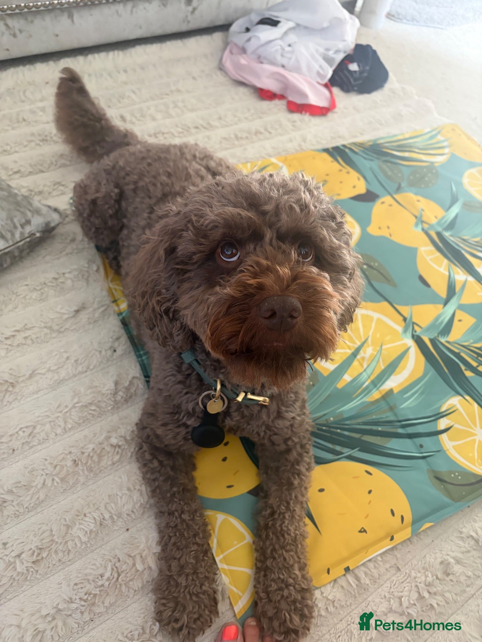 Cockapoo dogs Hugo  - Advert 1