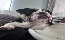 English Bulldog dogs for sale: Fully intact female english bulldog - Image 3