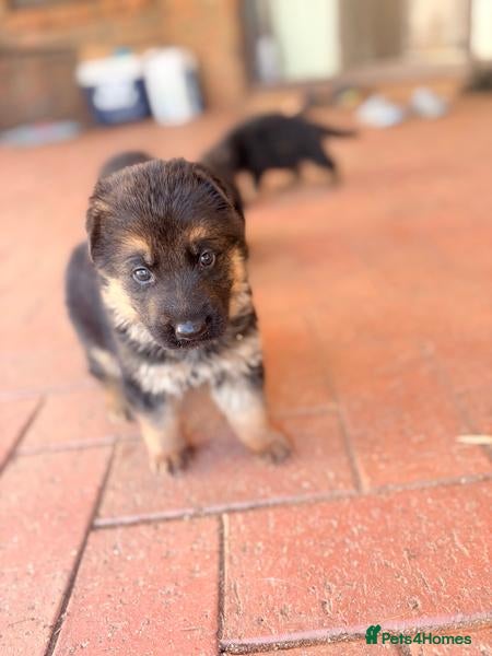 German Shepherd dogs German Shepherd Puppies - Advert 1