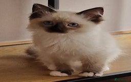 Ragdoll cats for sale: 🌟 Stunning  Pedigree Ragdoll Kittens 🌟 - Image 14