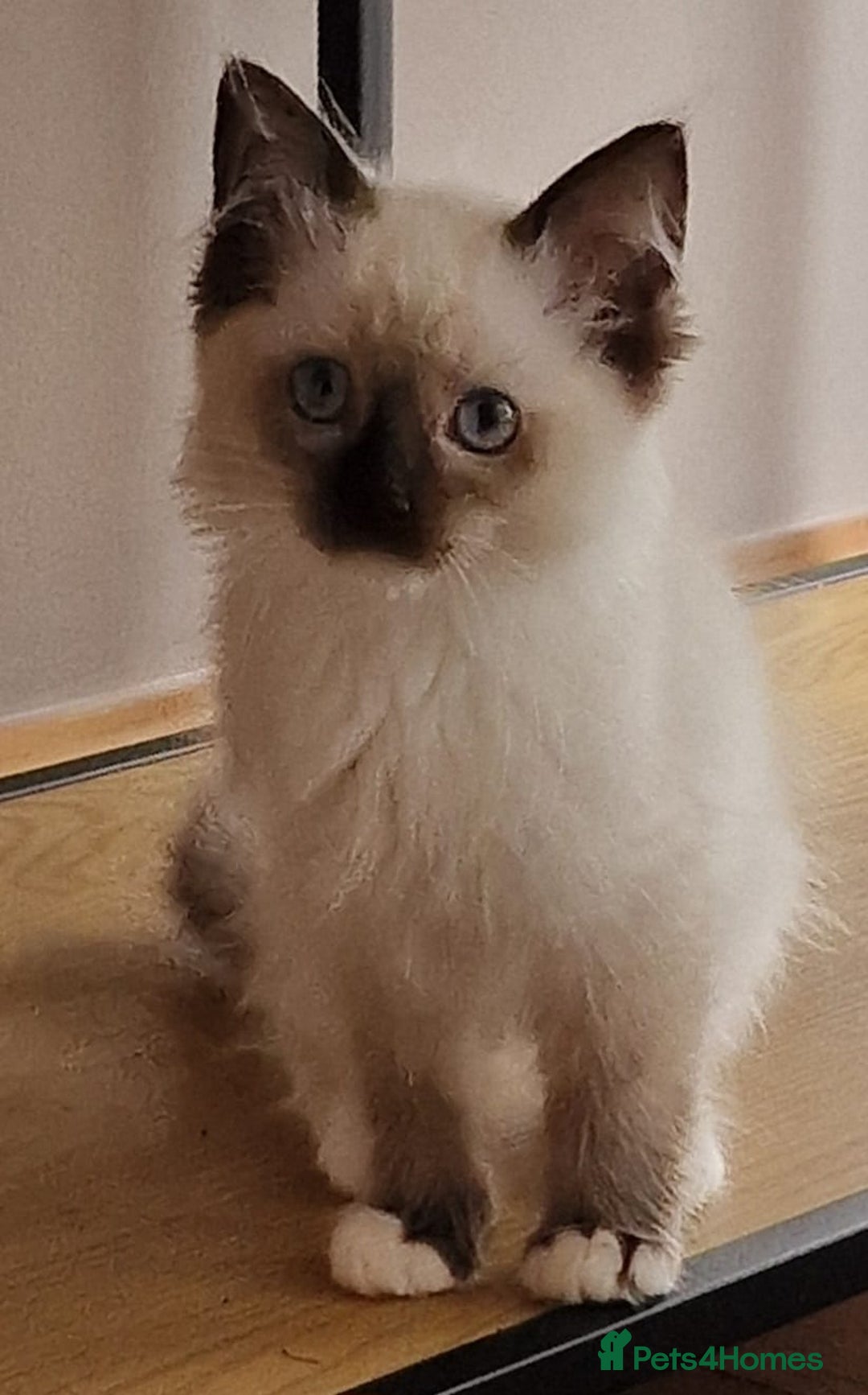 Ragdoll cats for sale: 🌟 Stunning  Pedigree Ragdoll Kittens 🌟 - Image 14