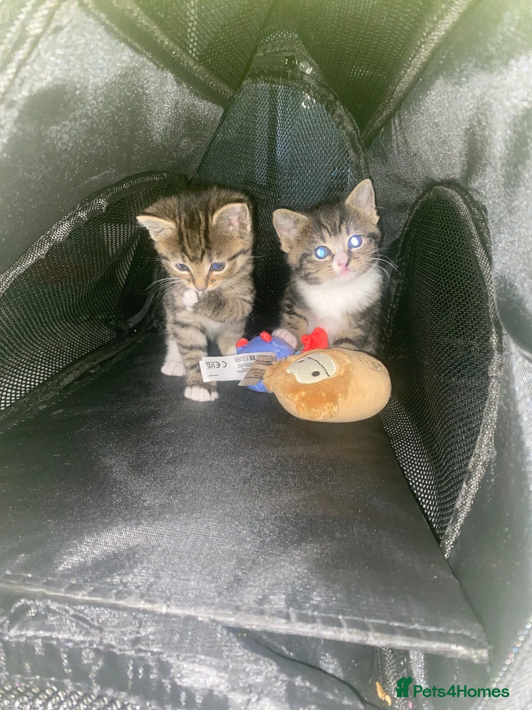 British Shorthair cats for sale: 2 female kittens  - Advert 2