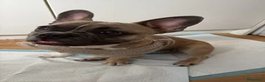 French Bulldog 2