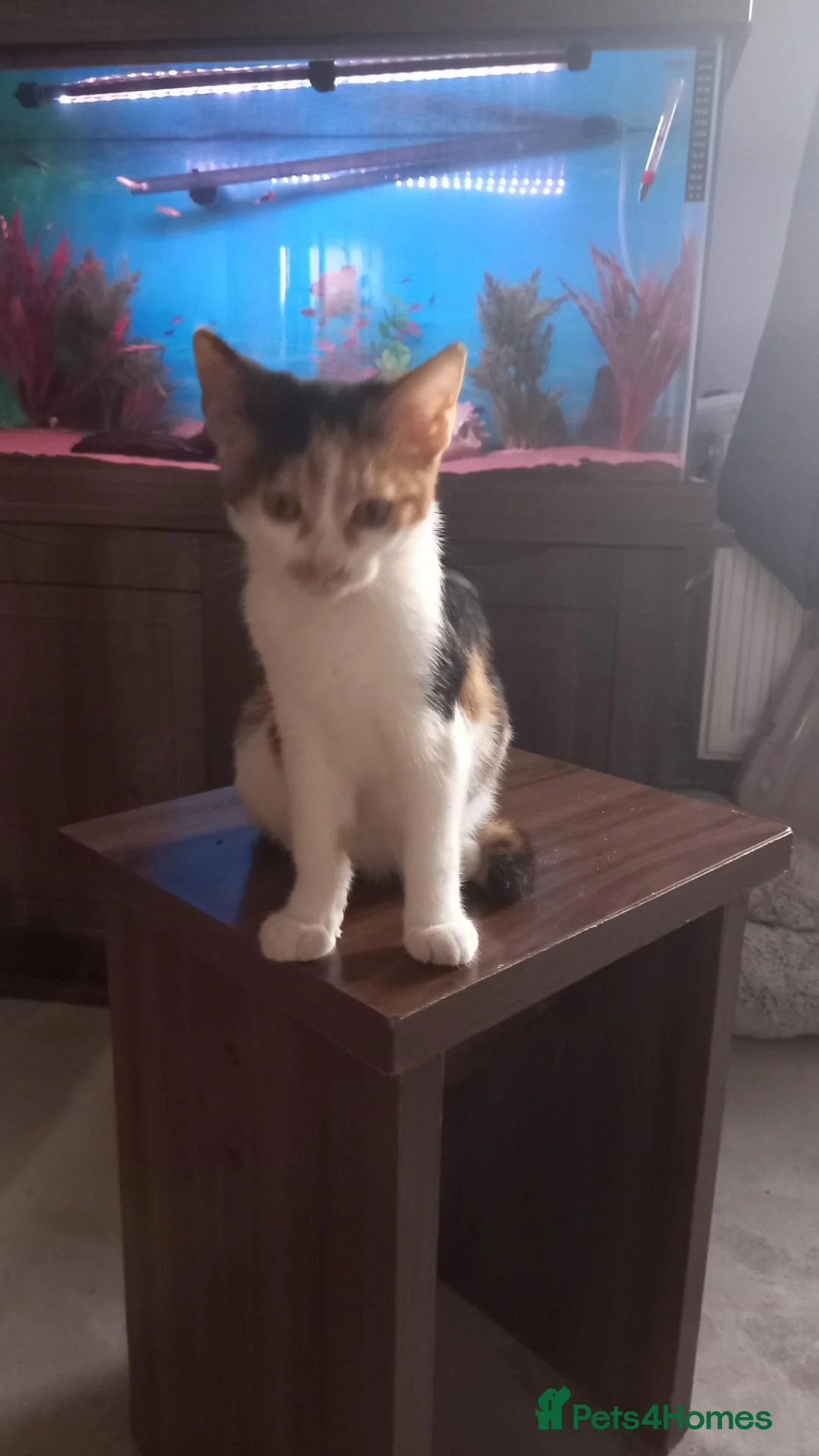 Mixed Breed cats for sale: Gorgeous girl Felix  - Advert 6
