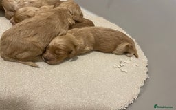 Cockapoo dogs for sale: Pra clear f1 cockpoo - Image 20