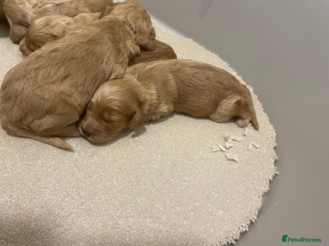 Cockapoo dogs for sale: Pra clear f1 cockpoo - Image 20