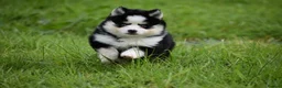 Pomsky dogs for sale: F4 Genuine Pomskies from health tested parents - Advert 16