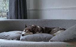 Siberian Husky dogs for sale: Siberian husky male (buck) - Image 4