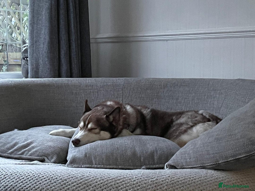 Siberian Husky dogs for sale: Siberian husky male (buck) - Image 4