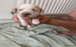 Cocker Spaniel dogs for sale: Cocker spaniel puppies  - Image 12