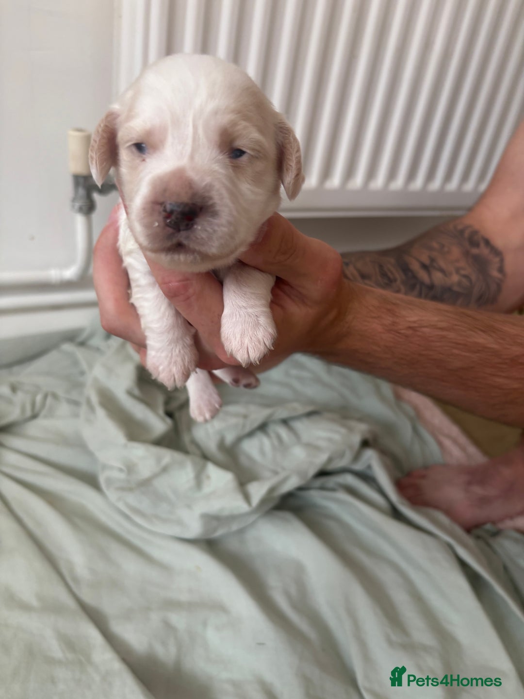 Cocker Spaniel dogs for sale: Cocker spaniel puppies  - Image 12