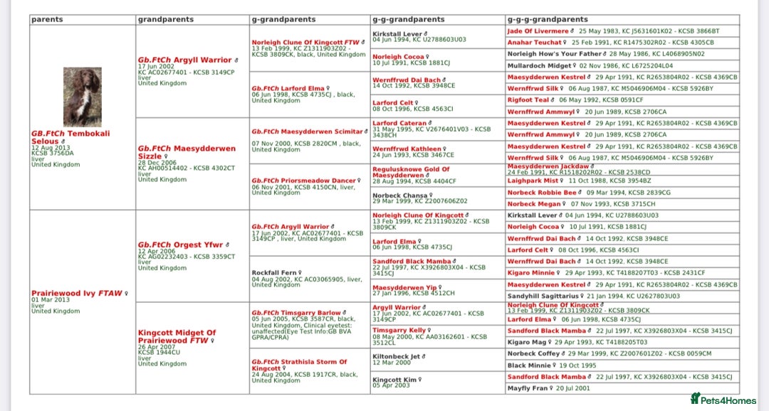 Cocker Spaniel dogs for stud: FTCH x FTW cocker spaniel for stud - Advert 4