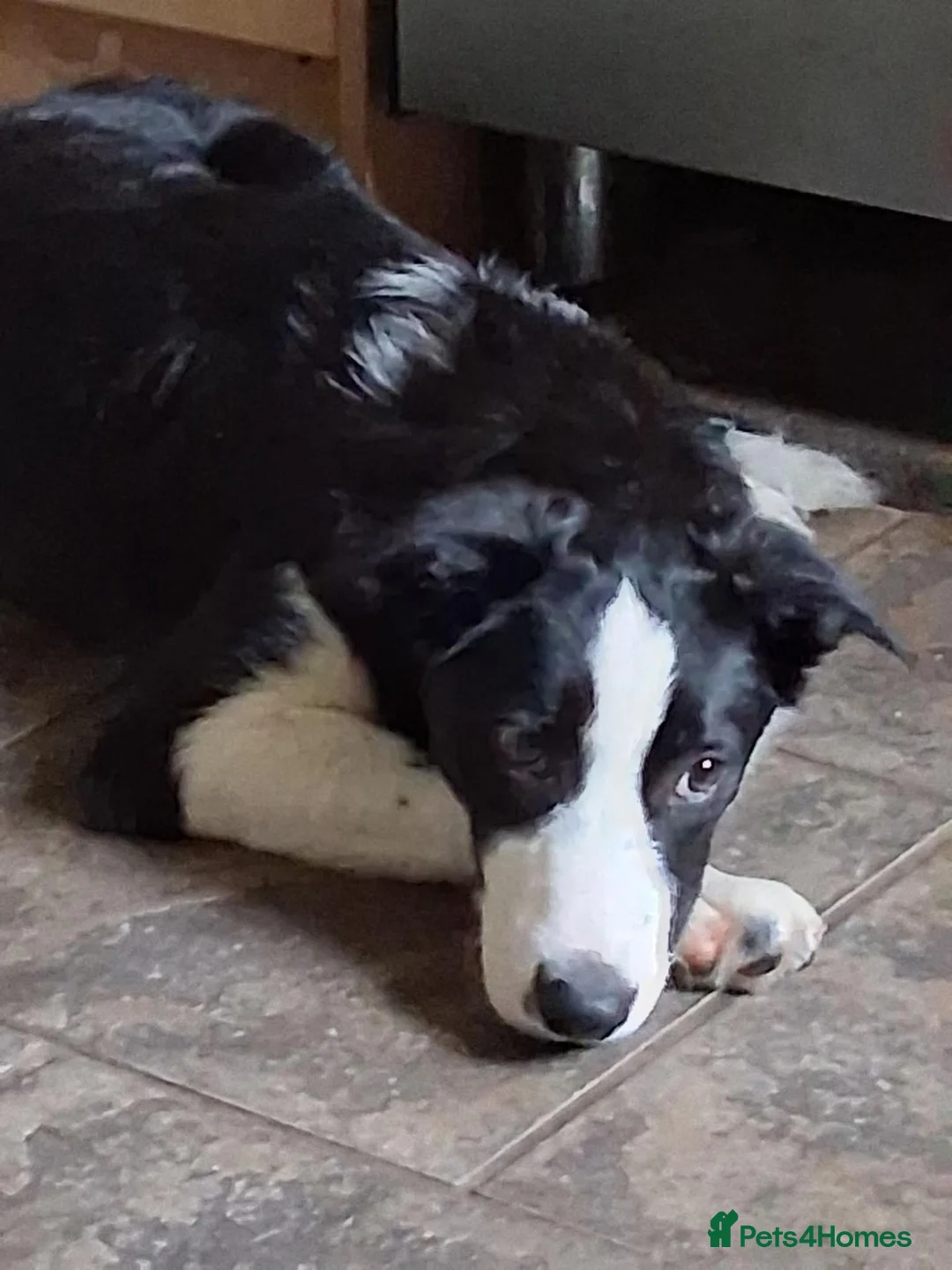 Mixed Breed dogs for sale: Border Collie x Lurcher pups - Advert 1