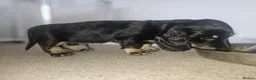 Miniature Dachshund dogs for sale: Beautiful Miniatures  in Manchester - Advert 3