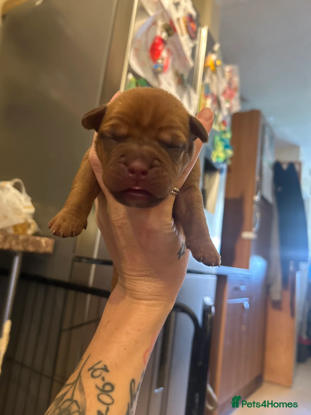 Dogue De Bordeaux dogs for sale: Dogue De Bordeaux Puppies - Advert 2
