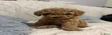 Runty
