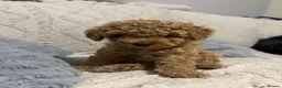 Labradoodle dogs for sale: Fox red toy labradoodle f1bb - Advert 8