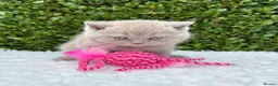 British Shorthair cats for sale: British Shorthair Kittens - GCCF - Advert 8