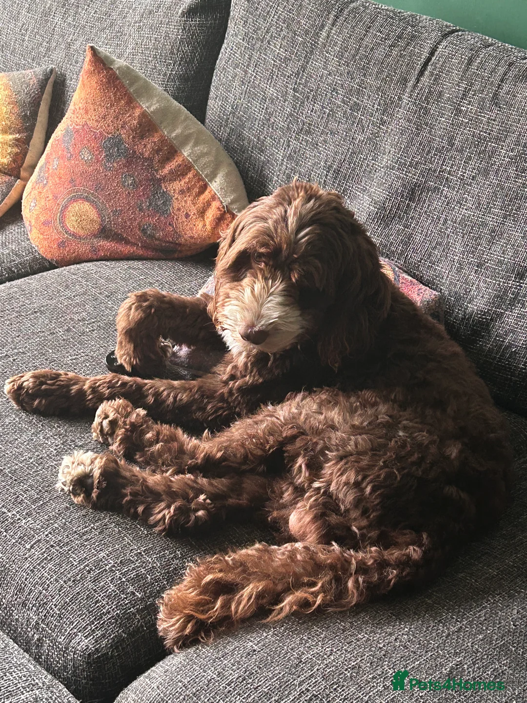 Mixed Breed dogs for stud: Sproodle labdradoodle cross to stud no charge - Advert 5