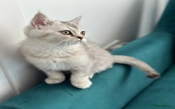 British Shorthair cats for sale: 😻Beautiful BSH Active GCF Kittens🌈 Ready Now! - Image 19
