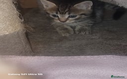 Domestic Shorthair cats for sale: Lovely Kittens, ready to be reserved 😺 - Image 7