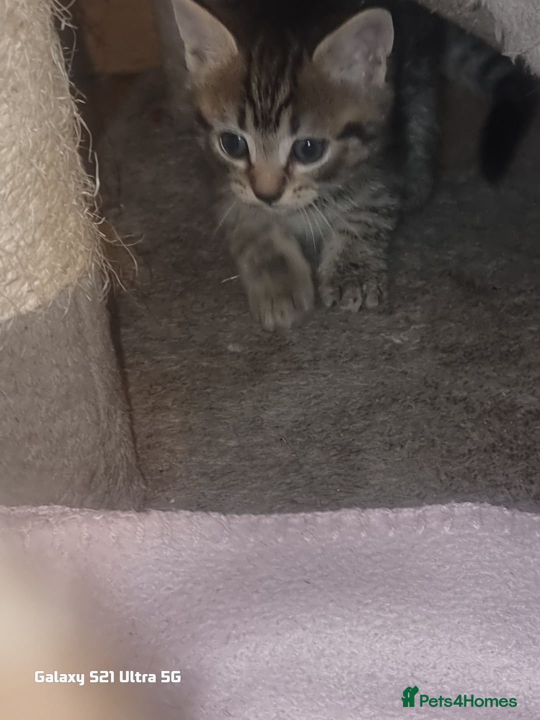 Domestic Shorthair cats for sale: Lovely Kittens, ready to be reserved 😺 - Image 7