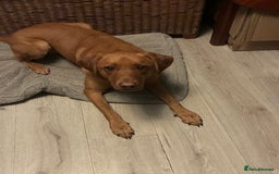 Labrador Retriever dogs for sale: Cosmo  - Image 4