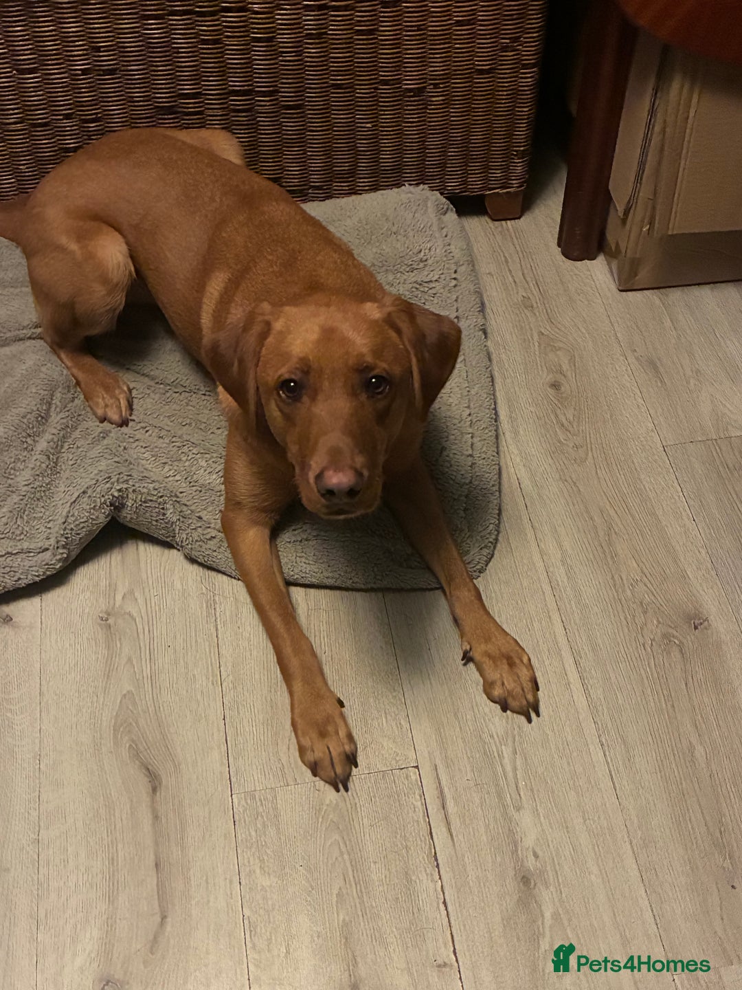 Labrador Retriever dogs for sale: Cosmo  - Image 4