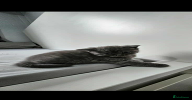 British Shorthair cats - Advert 6