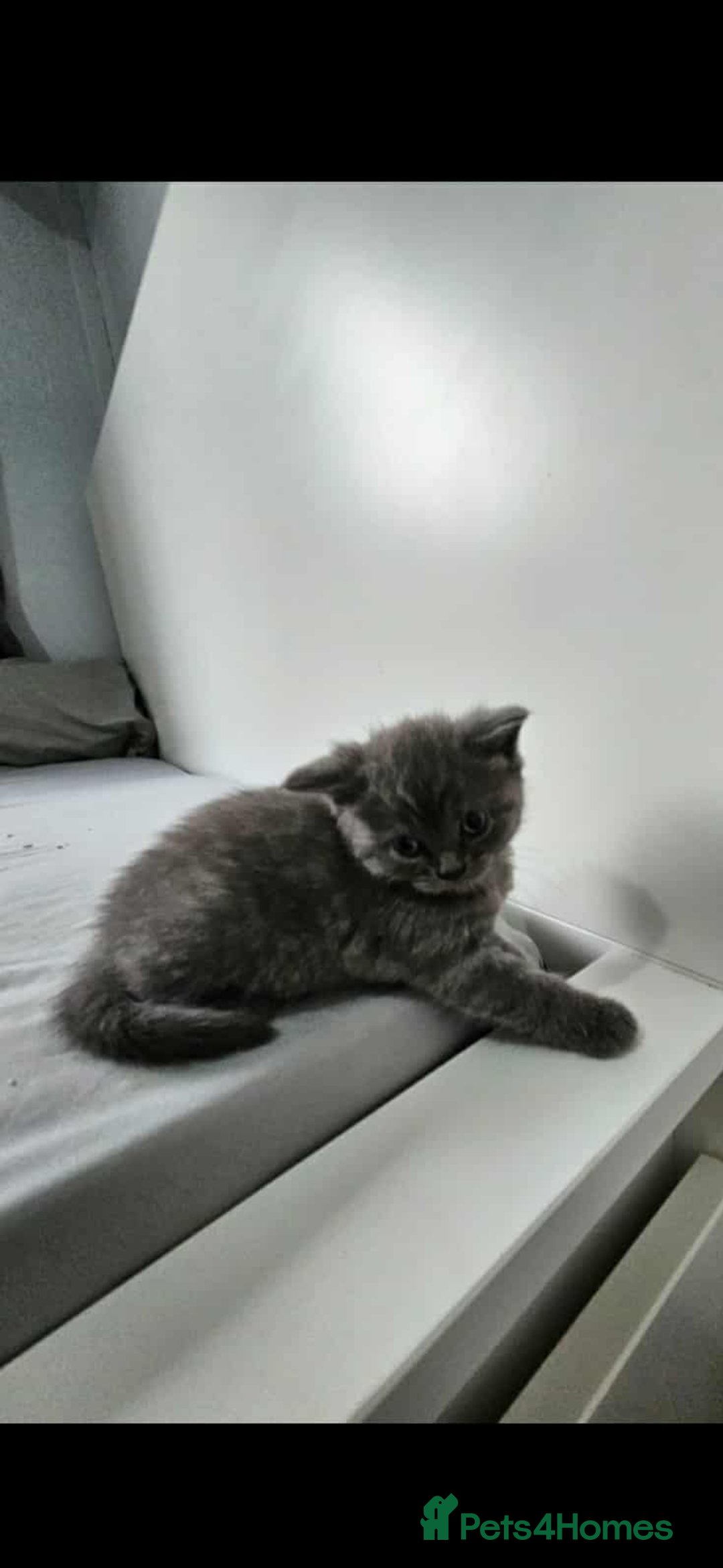 British Shorthair cats for sale: Female British short hair  - Image 2