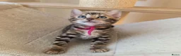 Bengal cats for sale: ⚜️Bengal kittens Tica registered ⚜️ - Advert 17