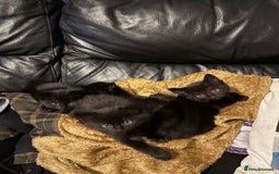 Bengal cats for sale: 3 female Bengal cross kittens  - Image 15