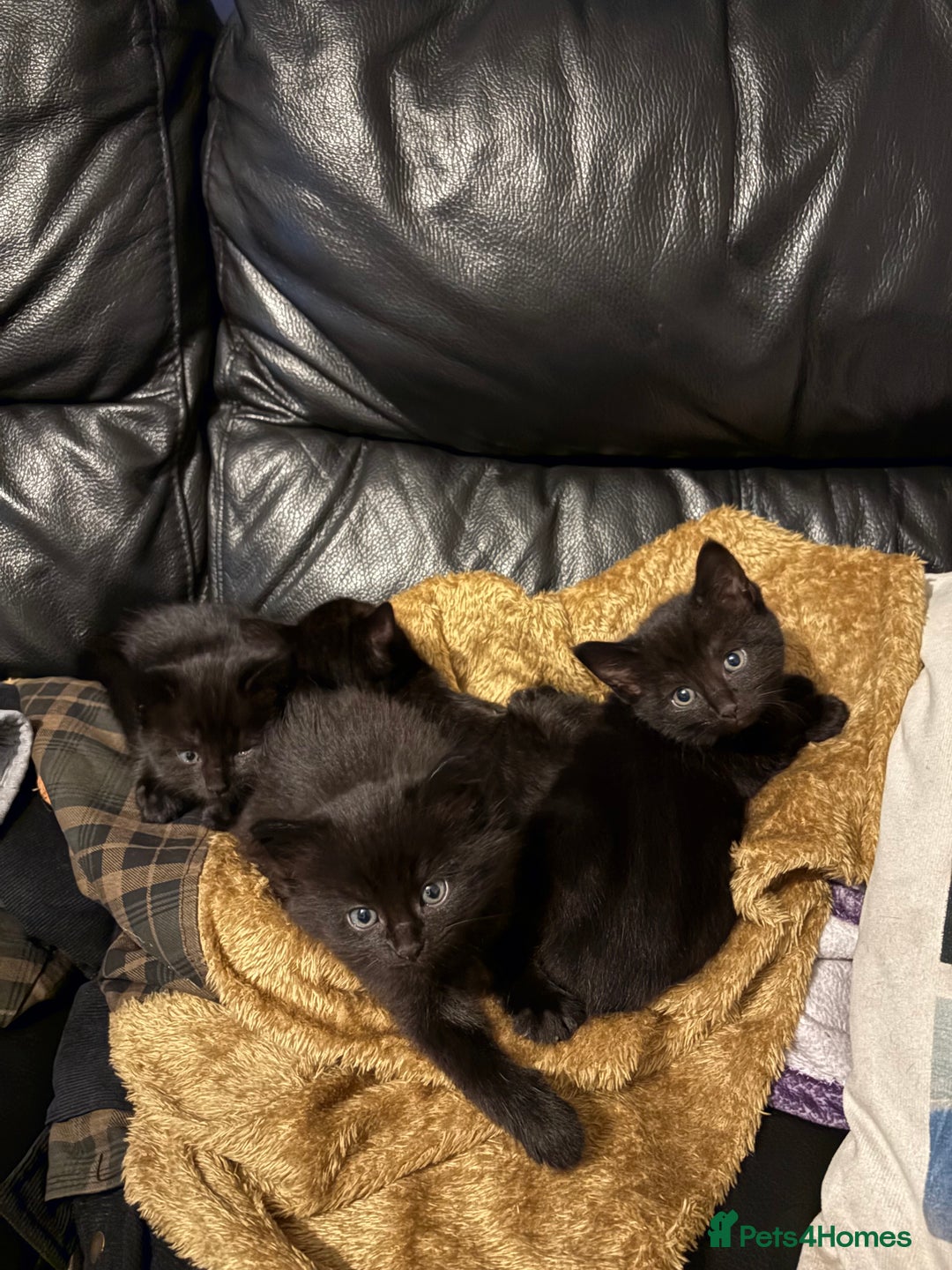 Bengal cats for sale: 3 female Bengal cross kittens  - Image 15