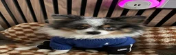Pomeranian dogs for stud: 💙✨BLUE & HAZEL EYES 👀 EXPERIENCED POM STUDS🏆 - Advert 18