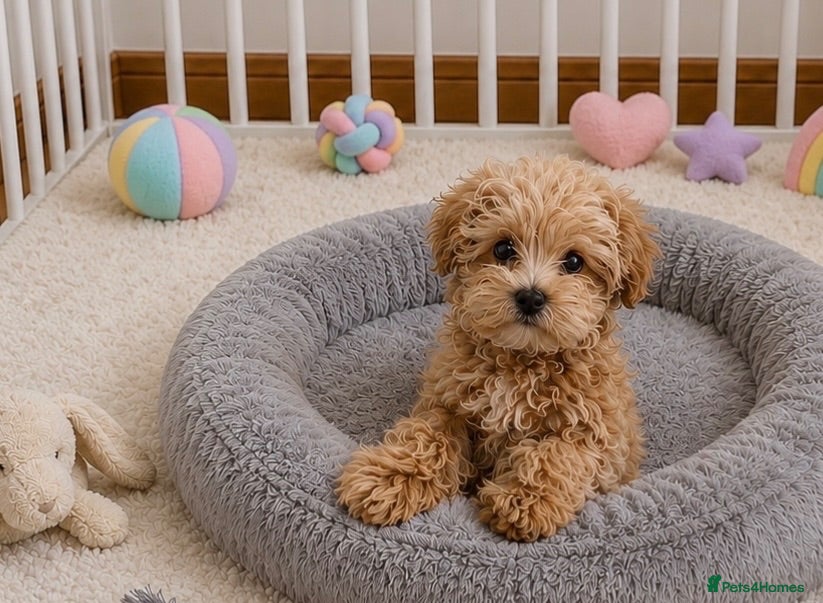 Maltipoo dogs Tiny Asian Maltipoo. DNA tested parents. - Advert 1