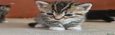 Mixed Breed Kitten 1