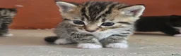 Mixed Breed cats for sale: Kittens - Advert 6