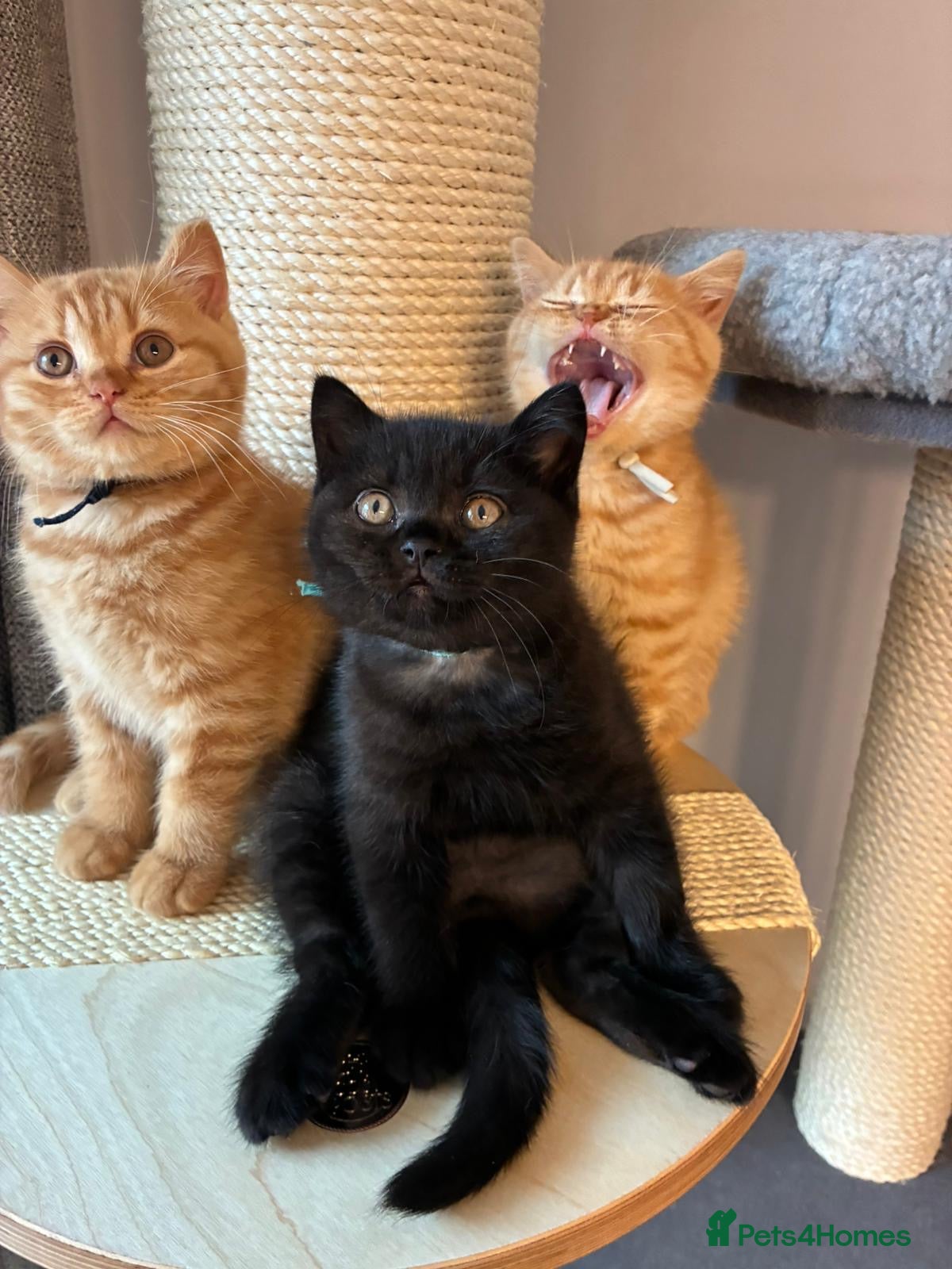 British Shorthair cats Pedigree British Shorthair Kittens- Champion Lines - Advert 2