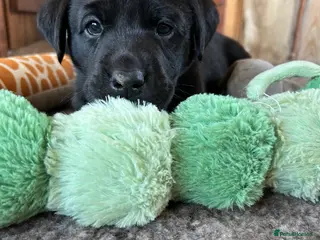 Labrador Retriever dogs Stunning kc reg Labrador puppies - Advert 7