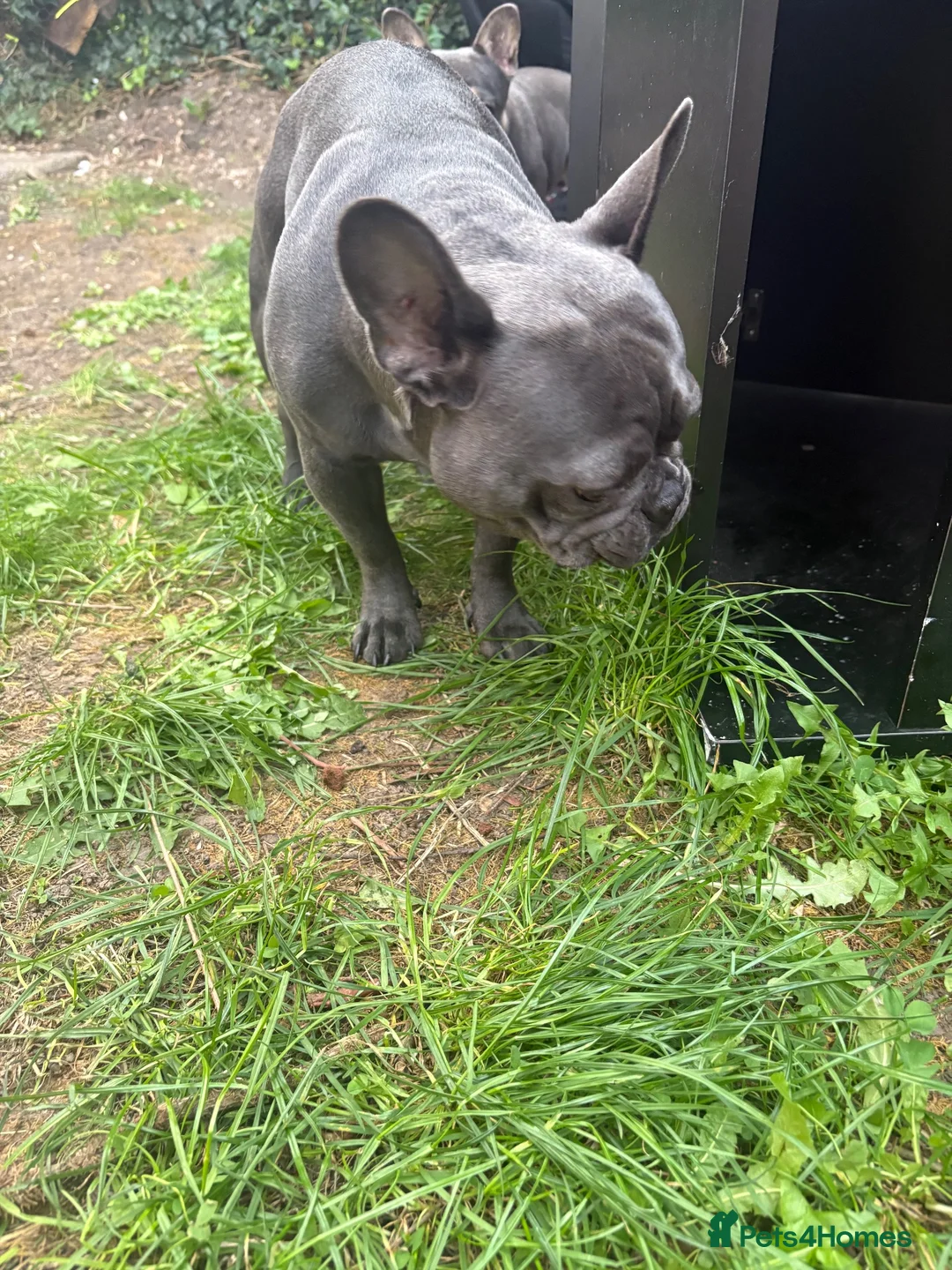 French Bulldog dogs for sale: French bulldog  - Advert 2